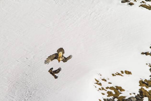 Bartgeier, Bart-Geier, Laemmergeier, Laemmer-Geier (Gypaetus barbatus), Bartgeier greift einen Steinadler vor verschneiter Berglandschaft an, Schweiz, Wallis, Leukerbad Lammergeier, Bearded Vulture (Gypaetus barbatus), bearded vulture attacking a golden eagle before snowy mountain scenery, Switzerland, Valais, Leukerbad BLWS392852