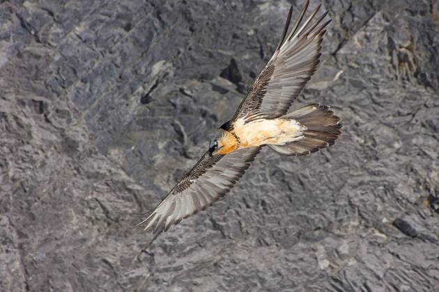 Bartgeier, Bart-Geier, Laemmergeier, Laemmer-Geier (Gypaetus barbatus), Bartgeier im Flug vor einer Felswand, Schweiz, Wallis, Leukerbad Lammergeier, Bearded Vulture (Gypaetus barbatus), bearded vulture in flight before a rock wall, Switzerland, Valais, Leukerbad BLWS392860
