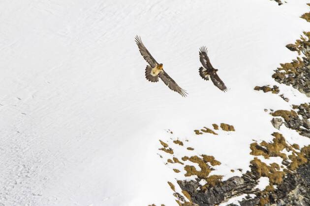 Bartgeier, Bart-Geier, Laemmergeier, Laemmer-Geier (Gypaetus barbatus), Bartgeier greift einen Steinadler vor verschneiter Berglandschaft an, Schweiz, Wallis, Leukerbad Lammergeier, Bearded Vulture (Gypaetus barbatus), bearded vulture attacking a golden eagle before snowy mountain scenery, Switzerland, Valais, Leukerbad BLWS392853