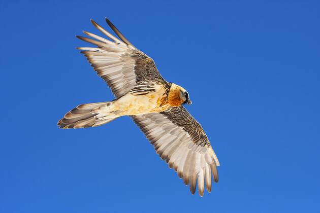Bartgeier, Bart-Geier, Laemmergeier, Laemmer-Geier (Gypaetus barbatus), Bartgeier im Flug vor blauem Himmel, Schweiz, Wallis, Leukerbad Lammergeier, Bearded Vulture (Gypaetus barbatus), bearded vulture in flight before blue sky, Switzerland, Valais, Leukerbad BLWS392843