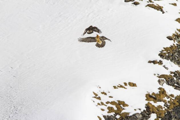 Bartgeier, Bart-Geier, Laemmergeier, Laemmer-Geier (Gypaetus barbatus), Bartgeier greift einen Steinadler vor verschneiter Berglandschaft an, Schweiz, Wallis, Leukerbad Lammergeier, Bearded Vulture (Gypaetus barbatus), bearded vulture attacking a golden eagle before snowy mountain scenery, Switzerland, Valais, Leukerbad BLWS392849