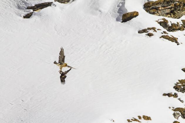 Bartgeier, Bart-Geier, Laemmergeier, Laemmer-Geier (Gypaetus barbatus), Bartgeier greift einen Steinadler vor verschneiter Berglandschaft an, Schweiz, Wallis, Leukerbad Lammergeier, Bearded Vulture (Gypaetus barbatus), bearded vulture attacking a golden eagle before snowy mountain scenery, Switzerland, Valais, Leukerbad BLWS392850