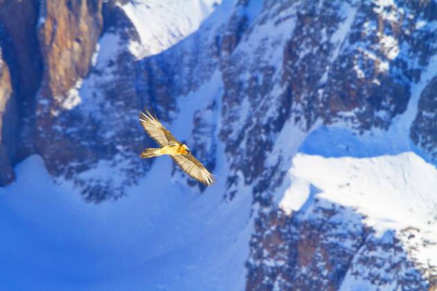 Bartgeier, Bart-Geier, Laemmergeier, Laemmer-Geier (Gypaetus barbatus), Bartgeier im Flug vor verschneiter Berglandschaft, Schweiz, Wallis, Leukerbad Lammergeier, Bearded Vulture (Gypaetus barbatus), bearded vulture in flight before snowy mountain scenery, Switzerland, Valais, Leukerbad BLWS392846