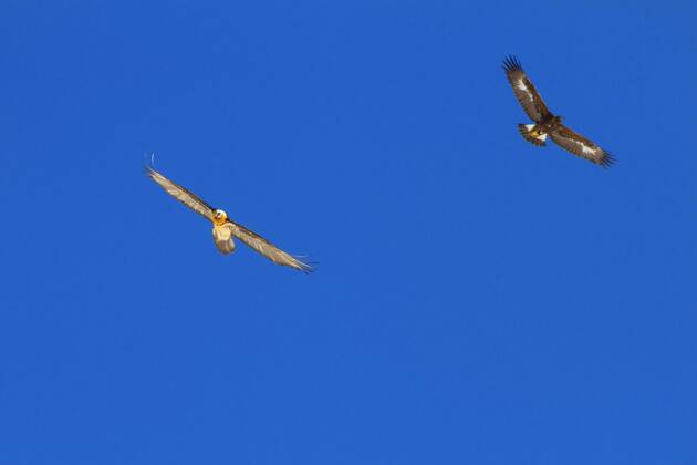 Bartgeier, Bart-Geier, Laemmergeier, Laemmer-Geier (Gypaetus barbatus), Bartgeier und Steinadler im Flug vor blauem Himmel, Schweiz, Wallis, Leukerbad Lammergeier, Bearded Vulture (Gypaetus barbatus), bearded vulture and golden eagle in flight before blue sky, Switzerland, Valais, Leukerbad BLWS392848