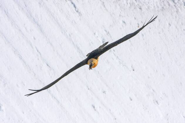 Bartgeier, Bart-Geier, Laemmergeier, Laemmer-Geier (Gypaetus barbatus), Bartgeier im Flug vor verschneiter Berglandschaft, Schweiz, Wallis, Leukerbad Lammergeier, Bearded Vulture (Gypaetus barbatus), bearded vulture in flight before snowy mountain scenery, Switzerland, Valais, Leukerbad BLWS392858