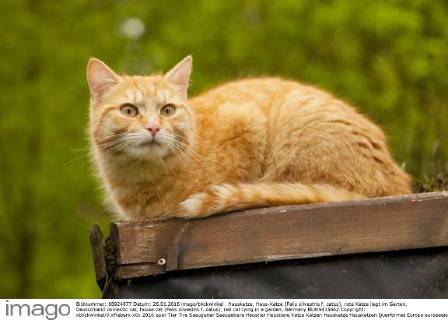 Hauskatze, Haus-Katze (Felis silvestris f. catus), rote Katze liegt im Garten, Deutschland domestic cat, house cat (Felis silvestris f. catus), red cat lying in a garden, Germany BLWS415462 Copyright: xblickwinkel J.xFieberx