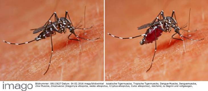 Asiatische Tigermuecke, Tropische Tigermuecke, Dengue-Muecke, Denguemuecke, Zika-Muecke, Zikamuecke (Stegomyia albopicta, Aedes albopictus, Cryptus albopictus, Culex albopictus), stechend, zu Beginn und vollgesogen, Uebertraeger von Krankheiten wie Chikungunyafieber, Denguefieber und des Zika-Virus, Deutschland Tiger mosquito, Asian tiger mosquito, Forest mosquito (Stegomyia albopicta, Aedes albopictus, Cryptus albopictus, Culex albopictus), stinging, vector of diseases like Chikungunya and Dengue fever and the zika virus, Germany BLWS416226 Copyright: xblickwinkel H.xBellmann F.xHeckerx