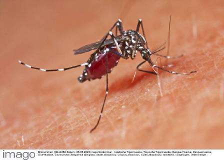 Asiatische Tigermuecke, Tropische Tigermuecke, Dengue-Muecke, Denguemuecke, Zika-Muecke, Zikamuecke (Stegomyia albopicta, Aedes albopictus, Cryptus albopictus, Culex albopictus), stechend, vollgesogen, Uebertraeger von Krankheiten wie Chikungunyafieber und Denguefieber und des Zika-Virus, Deutschland Tiger mosquito, Asian tiger mosquito, Forest mosquito (Stegomyia albopicta, Aedes albopictus, Cryptus albopictus, Culex albopictus), stinging, carrier of a disease for Chikungunya and Dengue fever, Germany BLWS393461 Copyright: xblickwinkel H.xBellmann F.xHeckerx