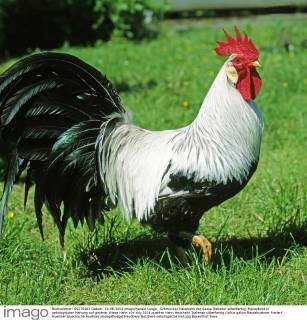 Italiener Huehner Fotos IMAGO