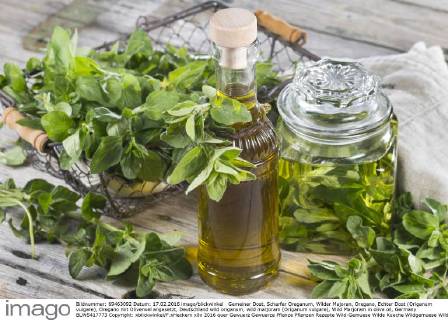 Gemeiner Dost, Scharfer Oreganum, Wilder Majoran, Oregano, Echter Dost (Origanum vulgare), Oregano mit Olivenoel angesetzt, Deutschland wild origanum, wild marjoram (Origanum vulgare), Wild Marjoram in olive oil, Germany BLWS417773 Copyright: xblickwinkel F.xHeckerx