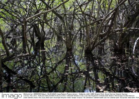 Wetlands within QEII Botanic Park, Grand Cayman Island, Cayman Islands, May 2012.  1466456 WillxBurrard-Lucas