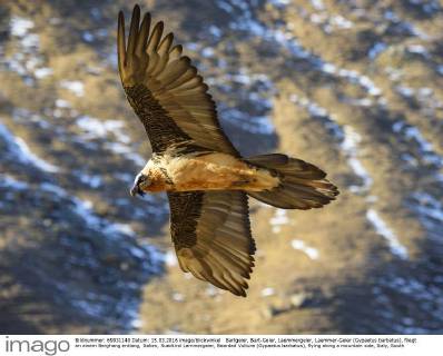 Bartgeier, Bart-Geier, Laemmergeier, Laemmer-Geier (Gypaetus barbatus), fliegt an einem Berghang entlang, Italien, Suedtirol Lammergeier, Bearded Vulture (Gypaetus barbatus), flying along a mountain side, Italy, South Tyrol BLWS420801 Copyright: xblickwinkel McPHOTO A.xVolzx