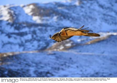 Bartgeier, Bart-Geier, Laemmergeier, Laemmer-Geier (Gypaetus barbatus), fliegt an einem Berghang entlang, Italien, Suedtirol Lammergeier, Bearded Vulture (Gypaetus barbatus), flying along a mountain side, Italy, South Tyrol BLWS420802 Copyright: xblickwinkel McPHOTO A.xVolzx