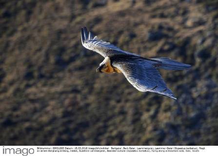 Bartgeier, Bart-Geier, Laemmergeier, Laemmer-Geier (Gypaetus barbatus), fliegt an einem Berghang entlang, Italien, Suedtirol Lammergeier, Bearded Vulture (Gypaetus barbatus), flying along a mountain side, Italy, South Tyrol BLWS420799 Copyright: xblickwinkel McPHOTO A.xVolzx