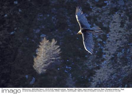 Bartgeier, Bart-Geier, Laemmergeier, Laemmer-Geier (Gypaetus barbatus), fliegt an einem Berghang entlang, Ansicht von oben, Italien, Suedtirol Lammergeier, Bearded Vulture (Gypaetus barbatus), flying along a mountain side, view from above, Italy, South Tyrol BLWS420800 Copyright: xblickwinkel McPHOTO A.xVolzx