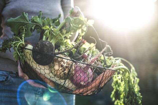 Woman s hands holding wire basket with root vegetables model released Symbolfoto  DEGF000619