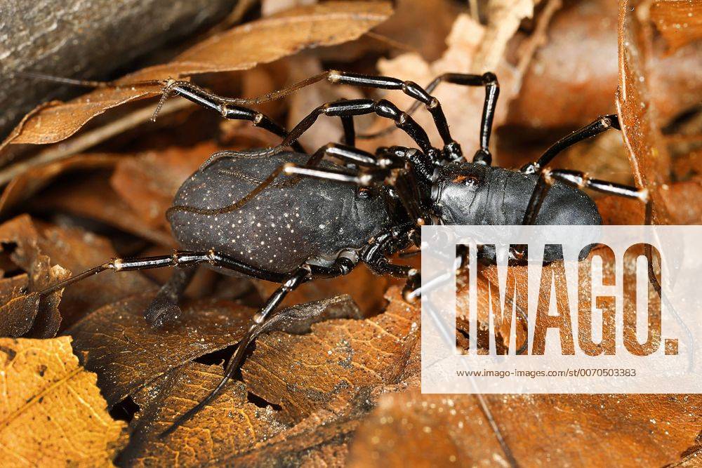 Stockfoto schwarzbrauner plumpweberknecht egaenus conve