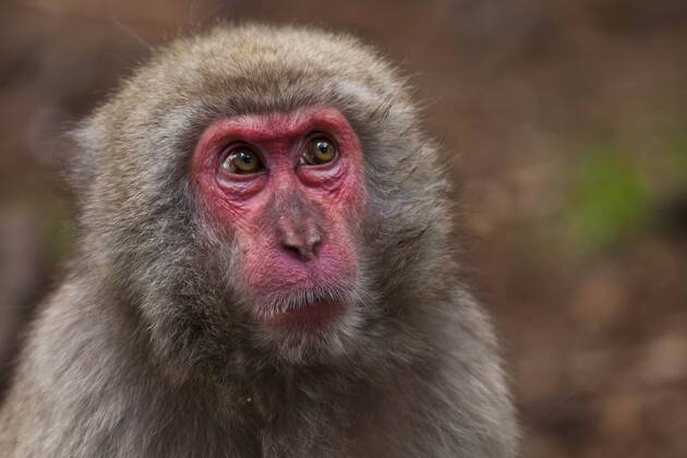 Schneeaffe, Schnee-Affe, Japanmakak, Japanmakake, Japan-Makak, Japanmakake, Japan-Makake, Rotgesichtsmakak, Rotgesichts-Makak, Rotgesichts-Makake, Rotgesichtsmakake (Macaca fuscata), Portraet Japanese macaque, snow monkey (Macaca fuscata), portrait BLWS428840 Copyright: xblickwinkel McPHOTO R.xMuellerx
