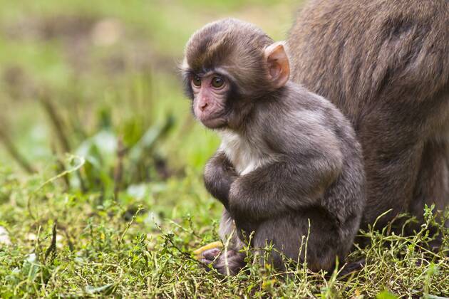 Schneeaffe, Schnee-Affe, Japanmakak, Japanmakake, Japan-Makak, Japanmakake, Japan-Makake, Rotgesichtsmakak, Rotgesichts-Makak, Rotgesichts-Makake, Rotgesichtsmakake (Macaca fuscata), Jungtier auf einer Wiese Japanese macaque, snow monkey (Macaca fuscata), pup in a meadow BLWS428845 Copyright: xblickwinkel McPHOTO R.xMuellerx
