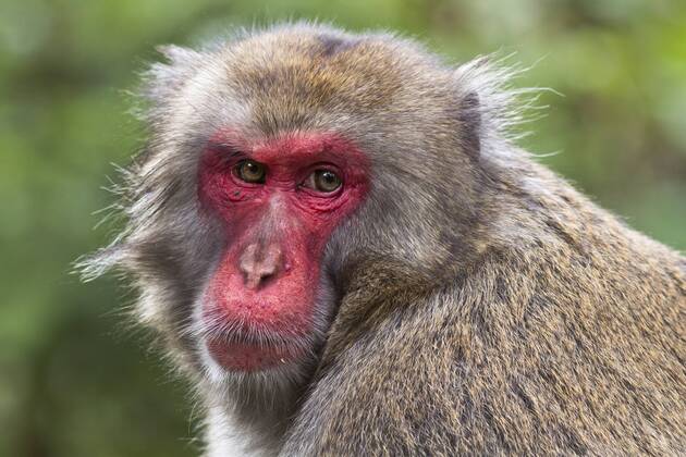 Schneeaffe, Schnee-Affe, Japanmakak, Japanmakake, Japan-Makak, Japanmakake, Japan-Makake, Rotgesichtsmakak, Rotgesichts-Makak, Rotgesichts-Makake, Rotgesichtsmakake (Macaca fuscata), Portraet Japanese macaque, snow monkey (Macaca fuscata), portrait BLWS428846 Copyright: xblickwinkel McPHOTO R.xMuellerx