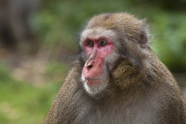Schneeaffe, Schnee-Affe, Japanmakak, Japanmakake, Japan-Makak, Japanmakake, Japan-Makake, Rotgesichtsmakak, Rotgesichts-Makak, Rotgesichts-Makake, Rotgesichtsmakake (Macaca fuscata), Portraet Japanese macaque, snow monkey (Macaca fuscata), portrait BLWS428842 Copyright: xblickwinkel McPHOTO R.xMuellerx
