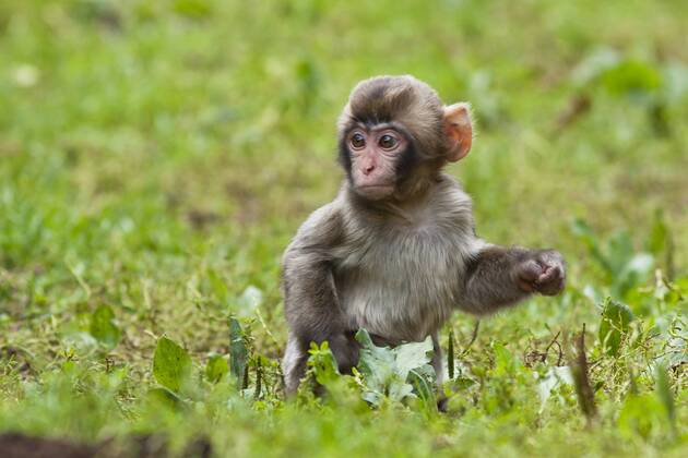 Schneeaffe, Schnee-Affe, Japanmakak, Japanmakake, Japan-Makak, Japanmakake, Japan-Makake, Rotgesichtsmakak, Rotgesichts-Makak, Rotgesichts-Makake, Rotgesichtsmakake (Macaca fuscata), Jungtier auf einer Wiese Japanese macaque, snow monkey (Macaca fuscata), pup in a meadow BLWS428843 Copyright: xblickwinkel McPHOTO R.xMuellerx