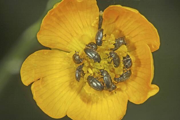Rapsglanzkaefer, Raps-Glanzkaefer (Meligethes aeneus, Brassicogethes aeneus), mehrere Glanzkaefer sitzen auf einer gelben Bluete, Hintergrund gruen, Deutschland Pollen beetle (Meligethes aeneus, Brassicogethes aeneus), many sap-feeding beetles sitting on a yellow blossom, background green, Germany BLWS391191 Copyright: xblickwinkel H.xBellmann F.xHeckerx