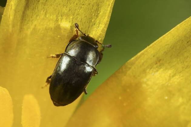 Rapsglanzkaefer, Raps-Glanzkaefer (Meligethes aeneus, Brassicogethes aeneus), sitzt auf einer gelben Bluete, Hintergrund gruen, Deutschland Pollen beetle (Meligethes aeneus, Brassicogethes aeneus), sitting on a yellow blossom, background green, Germany BLWS391190 Copyright: xblickwinkel H.xBellmann F.xHeckerx