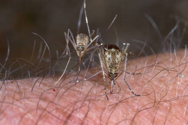 Stechmuecke, Stech-Muecke (Aedes spec.), Weibchen beim Blutsaugen auf menschlichem Arm, Deutschland mosquito (Aedes spec.), blood-sucking females on human arm, Germany BLWS394283 Copyright: xblickwinkel H.xBellmann F.xHeckerx