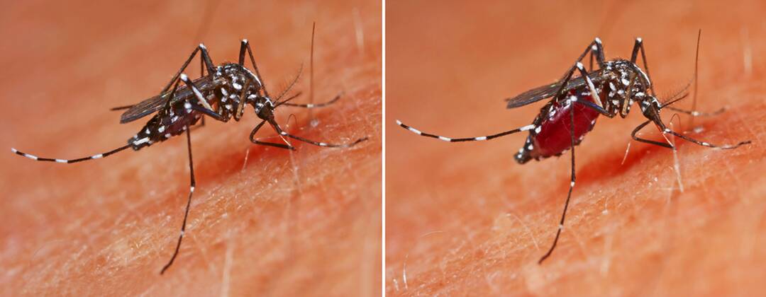 Asiatische Tigermuecke, Tropische Tigermuecke, Dengue-Muecke, Denguemuecke, Zika-Muecke, Zikamuecke (Stegomyia albopicta, Aedes albopictus, Cryptus albopictus, Culex albopictus), stechend, zu Beginn und vollgesogen, Uebertraeger von Krankheiten wie Chikungunyafieber, Denguefieber und des Zika-Virus, Deutschland Tiger mosquito, Asian tiger mosquito, Forest mosquito (Stegomyia albopicta, Aedes albopictus, Cryptus albopictus, Culex albopictus), stinging, vector of diseases like Chikungunya and Dengue fever and the zika virus, Germany BLWS416226 Copyright: xblickwinkel H.xBellmann F.xHeckerx