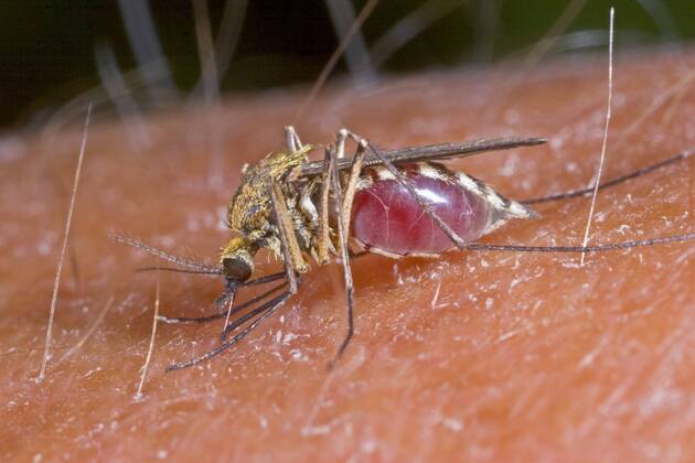 Stechmuecke, Stech-Muecke (Aedes spec.), Weibchen beim Blutsaugen auf menschlichem Arm, Deutschland mosquito (Aedes spec.), blood-sucking female on human arm, Germany BLWS394284 Copyright: xblickwinkel H.xBellmann F.xHeckerx