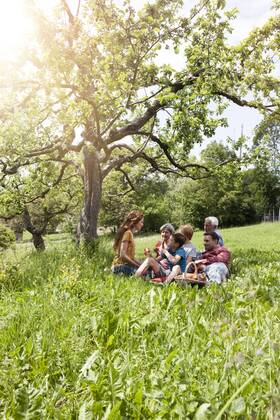 Extended family having a picnic in meadow model released Symbolfoto RBF004781
