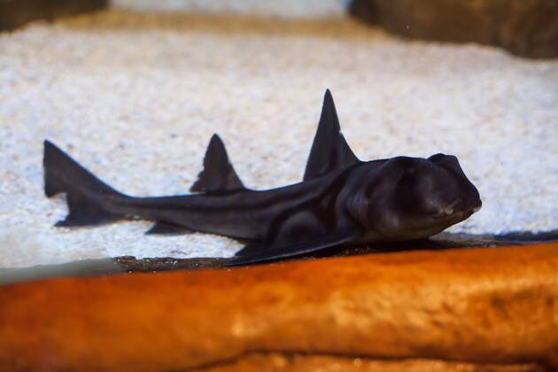 Port Jackson Stierkopfhai - Siegerehrung zu Deutschland sucht den Superfisch im SEA LIFE Berlin am 29.08.2016. Zehn Wochen lang hat das SEA LIFE Berlin die Besucher befragt, wer ihr Lieblingsbewohner des Aquariums ist. Deutschland sucht den Superfisch