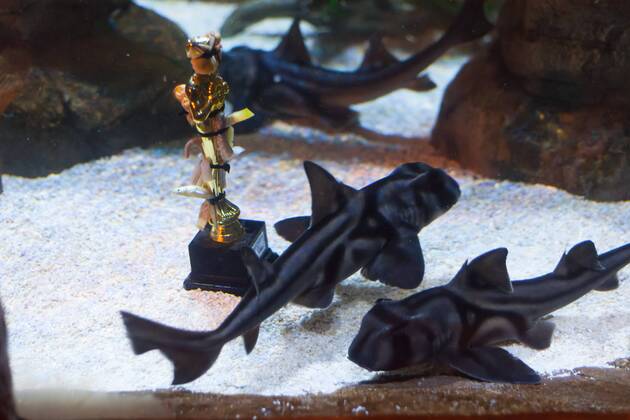 Port Jackson Stierkopfhai - Siegerehrung zu Deutschland sucht den Superfisch im SEA LIFE Berlin am 29.08.2016. Zehn Wochen lang hat das SEA LIFE Berlin die Besucher befragt, wer ihr Lieblingsbewohner des Aquariums ist. Deutschland sucht den Superfisch