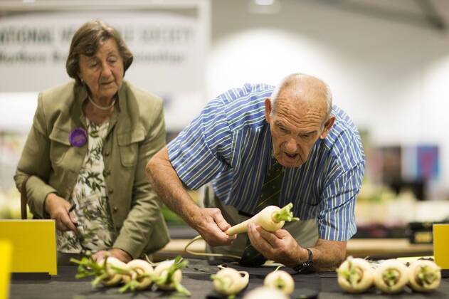 September 16, 2016 - Harrogate, Yorkshire, UK - Harrogate UK. Judging has begun this morning in the Giant vegetable competition that see s competitors from across the UK show their biggest Carrot s, Cucumbers, Cabbages, Onion s & Tomatoes competing for the title of heaviest & longest at the Harrogate Autumn Flower Show. Harrogate UK  - ZUMAl94_
