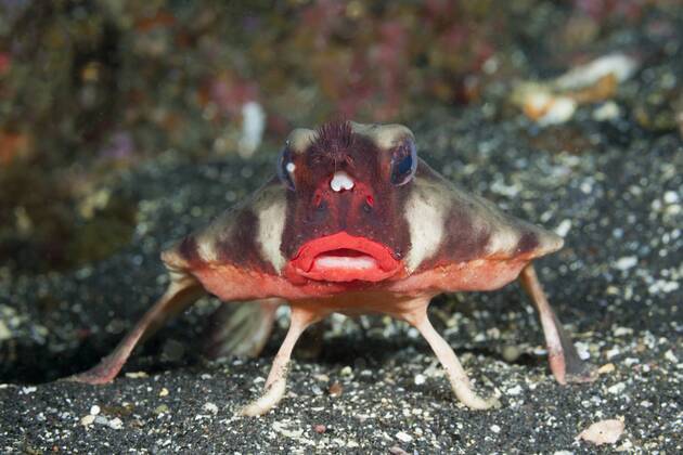 Rotlippen Seefledermaus Fotos IMAGO
