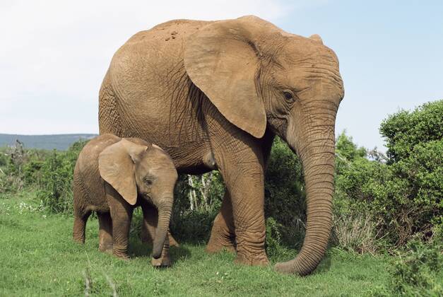 Mother and calf, African elephant (Loxodonta africana) Addo National Park, South Africa, Africa Copyright: Annx&xStevexToon 743-199