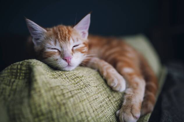 Portrait of tabby cat sleeping on the backrest of a couch property released RAEF01627