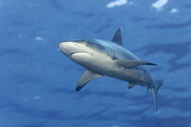 Grauer Riffhai (Carcharhinus amblyrhynchos), bewegte Wasseroberfläche, Indischer Ozean, Malediven, Asien Copyright: imageBROKER/NorbertxProbst iblnpr04486086