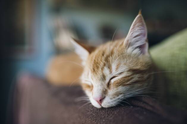 Portrait of tabby cat sleeping on the backrest of a couch property released RAEF01800