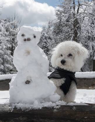 Ein 10 Monate alter Bolonka Franzuska schaut neben einem Schneemann am 20.04.2017 auf dem Schneekopf bei Gehlberg im Thueringer Wald. ( Deutschland Symbolbild Symbolfoto Urlaub Ferien Reise Fruehling Wintereinbruch Reisezeit Ferienzeit Thueringen Wetter Wetterfeature Wetterfeatures Wetterbild Winterwetter Winterfeature Schnee Haustier Haustiere Haustierhaltung Haushund kuschelig Kuschehund Kuschelhunde klein kleine Hund Hunde Hundehaltung Hundeleben anti-Allegie-Hund Allergie anti-Allergie fuer fuer Allergiker allergiegeeignet Allergiehund Allergiehunde Tierwelt Tierreich Tierportraet Tierportrait dog dogs purebred pet pets pedigree bred Rasse Rassehund Rassehunde Hunderassen Hunderasse reinrassig Tierkind Tierbaby Welpe Welpen reinrassige Bologneser Franzuskaya Bolonka Bichon Frise weisses Haar Haare nicht haarend haarende weiss Schosshund Schosshunde Schosshuendchen Familienhund Fa