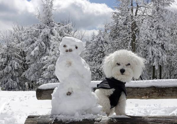 Ein 10 Monate alter Bolonka Franzuska schaut neben einem Schneemann am 20.04.2017 auf dem Schneekopf bei Gehlberg im Thueringer Wald. ( Deutschland Symbolbild Symbolfoto Urlaub Ferien Reise Fruehling Wintereinbruch Reisezeit Ferienzeit Thueringen Wetter Wetterfeature Wetterfeatures Wetterbild Winterwetter Winterfeature Schnee Haustier Haustiere Haustierhaltung Haushund kuschelig Kuschehund Kuschelhunde klein kleine Hund Hunde Hundehaltung Hundeleben anti-Allegie-Hund Allergie anti-Allergie fuer fuer Allergiker allergiegeeignet Allergiehund Allergiehunde Tierwelt Tierreich Tierportraet Tierportrait dog dogs purebred pet pets pedigree bred Rasse Rassehund Rassehunde Hunderassen Hunderasse reinrassig Tierkind Tierbaby Welpe Welpen reinrassige Bologneser Franzuskaya Bolonka Bichon Frise weisses Haar Haare nicht haarend haarende weiss Schosshund Schosshunde Schosshuendchen Familienhund Fa