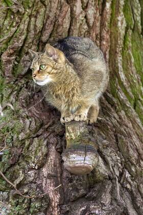 Hauskatze, Haus-Katze (Felis silvestris f. catus), Katze sitzt auf einem Baum und bobachtet etwas, Deutschland, Niedersachsen domestic cat, house cat (Felis silvestris f. catus), cat on a tree watching, Germany, Lower Saxony BLWS455965 Copyright: xblickwinkel McPHOTO J.xWebelerx