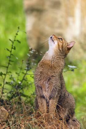 Hauskatze, Haus-Katze (Felis silvestris f. catus), sitzt auf einer Wiese zwischen Seggen und schaut aufmerksam nach oben, Deutschland, Niedersachsen domestic cat, house cat (Felis silvestris f. catus), sitting on a meadow among sedges looking up, Germany, Lower Saxony BLWS455967 Copyright: xblickwinkel McPHOTO J.xWebelerx