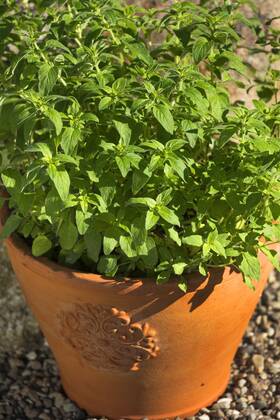 Gemeiner Dost, Scharfer Oreganum, Wilder Majoran, Oregano, Echter Dost (Origanum vulgare), Oregano im Topf, Deutschland wild origanum, wild marjoram (Origanum vulgare), pot plant, Germany BLWS459946 Copyright: xblickwinkel F.xHeckerx