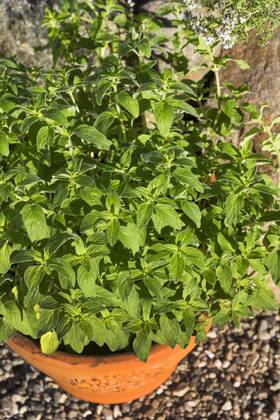 Gemeiner Dost, Scharfer Oreganum, Wilder Majoran, Oregano, Echter Dost (Origanum vulgare), Oregano im Topf, Deutschland wild origanum, wild marjoram (Origanum vulgare), pot plant, Germany BLWS459944 Copyright: xblickwinkel F.xHeckerx