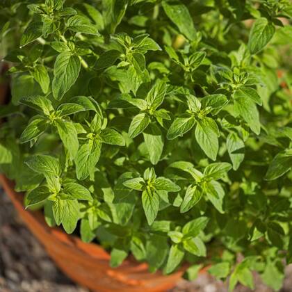 Gemeiner Dost, Scharfer Oreganum, Wilder Majoran, Oregano, Echter Dost (Origanum vulgare), Oregano im Topf, Deutschland wild origanum, wild marjoram (Origanum vulgare), pot plant, Germany BLWS459947 Copyright: xblickwinkel F.xHeckerx