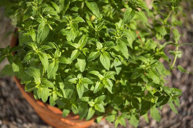 Gemeiner Dost, Scharfer Oreganum, Wilder Majoran, Oregano, Echter Dost (Origanum vulgare), Oregano im Topf, Deutschland wild origanum, wild marjoram (Origanum vulgare), pot plant, Germany BLWS459948 Copyright: xblickwinkel F.xHeckerx