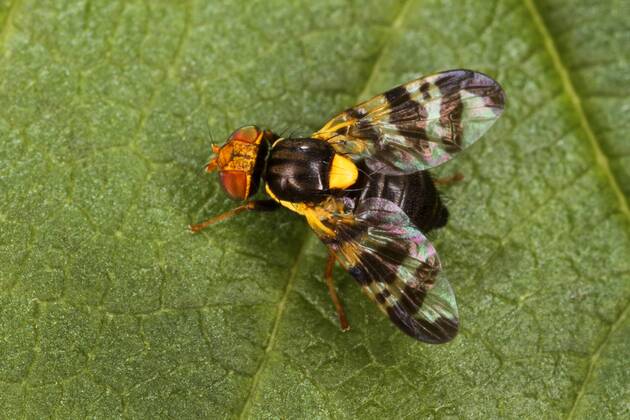 Kirschfruchtfliege, Kirsch-Fruchtfliege, Kirschfliege, Kirsch-Fliege (Rhagoletis cerasi, Rhagoletis signata, Trypeta signata), auf einem Blatt sitzend, Aufsicht, Deutschland cherry fruit fly, tephritid fruit fly (Rhagoletis cerasi, Rhagoletis signata, Trypeta signata), sitting on a leaf, view from above, Germany BLWS460183 Copyright: xblickwinkel H.xBellmann F.xHeckerx