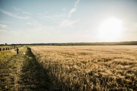 IMAGO Creative: Sommer, Abendspaziergang Girl walking with dog at grain field model released Symbolfoto property released  MOEF00091